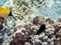 043 Black Morph Butterflyfish